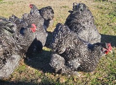 8+ English Black Cucko Orpington Hatching Eggs