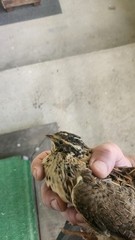 Celedon Courtornix Quail Hatching Eggs 24 Jumbo High Hatch Rate