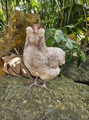 (6) Mauve and Chocolate Ameraucana Hatching Eggs – Possible Mottled Split!