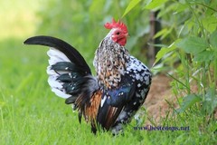 8+ Fertile Show Quality Serama Chicken Hatching Eggs