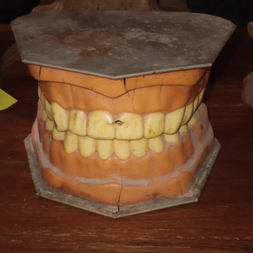 Typodont Dental Teeth Jaw Teaching Training Model for Dentistry & Lab