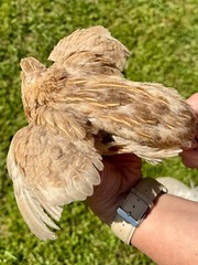 100+ RARE COLORS Coturnix Quail Hatching Eggs NPIP AI Free