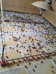 67+ KINGsBROWN XL. JUMBO brown coturnix quail hatching eggs,