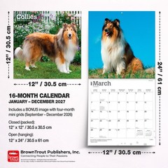 Collies | 2027 12×24″ (Hanging) Monthly Wall Calendar | Plastic-Free