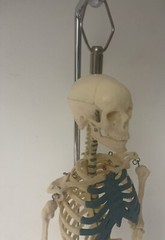 NEW 21 inch Tall Human Skeleton Model Skull Anatomical Model with Stand