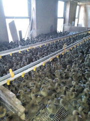 20 PUREBRED FRESH WELSH HARLEQUIN FERTILE HATCHING DUCK HATCHERY SUPPLY QUICK