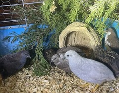 12 Exotic Rare Button Quail Hatching Eggs Colors extras included