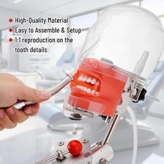 New Dental Simulator Mannequin Head Teeth Model Typodont Model &Teeth Mount Pole