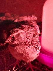 12 Assorted Jumbo Coturnix Quail Fertile Hatching Eggs