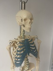 NEW 21 inch Tall Human Skeleton Model Skull Anatomical Model with Stand