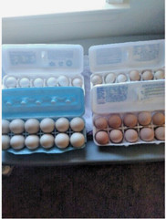20 PUREBRED FRESH WELSH HARLEQUIN FERTILE HATCHING DUCK HATCHERY SUPPLY QUICK