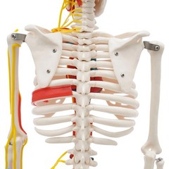 Anatomical Skeleton Model 33.46″, Detachable with Blood Vessels & Base