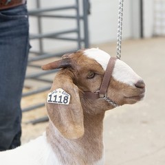 Weaver Leather Livestock Brahma Webb Goat Halter Brown Small