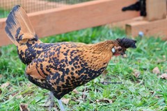10+ Gold Appenzeller Chicken Hatching Eggs