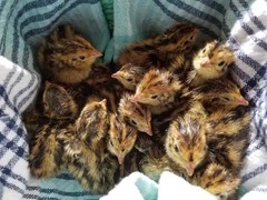 24+ Fertile Coturnix Quail Hatching Eggs – Farm Fresh – Speckled Brown