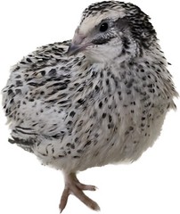 36 – Jumbo Pearl Fee – Coturnix Quail Hatching Eggs – Rare Color