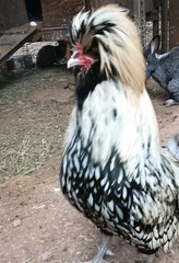 6 Pure Fancy & Rare Cross Chicken Hatching Eggs