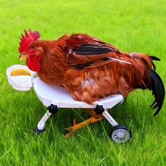 Adjustable Small-Scale Pet Chicken Wheelchair – Small Pet Poultry Mobility Ai…