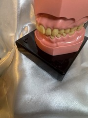 Nissin G.O.F.A. Typodont Natural Study Model D-2501 for Dentistry Lab