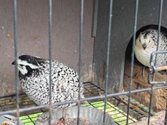 12 Hatching Snowflake Bobwhite Quail eggs