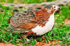 30 Showline Jumbo Coturnix Quail Hatching Eggs – Rare Colors & Premium Genetics