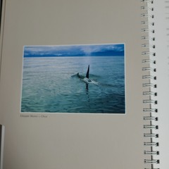 New: Images of Nature Address Book, Featuring Photos by Thomas Mangelsen