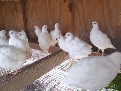 Snow White Bobwhite Quail eggs Fertility verified 20+ Very Nice Specimens
