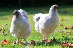 6+ Lavender Brahma Fertile Chicken Hatching Eggs Gentle Large Breed