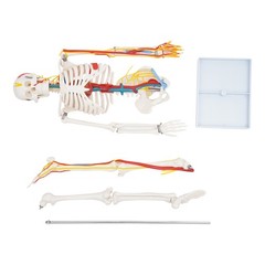 Anatomical Skeleton Model 33.46″, Detachable with Blood Vessels & Base