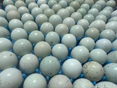 16+**RARE COLORS** Celadon Blue Coturnix Quail Hatchg Eggs Eggs