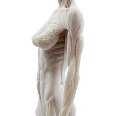30cm Female Anatomy Figure Anatomical Model Artist Drawing Manikin Mannequin