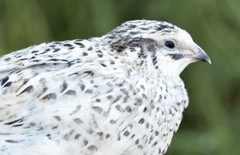 15+ RARE Pearl Fee Quail Hatching Eggs NPIP AI Free
