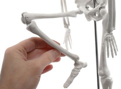 Miniature Human Skeleton Model, 17.5″ Tall – Eisco Labs