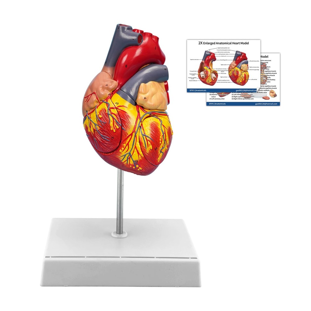 2X Enlarged Anatomical Heart Model,4-Part Removable with Ventricles Atria Val…