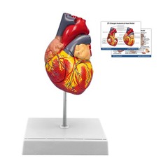 2X Enlarged Anatomical Heart Model,4-Part Removable with Ventricles Atria Val…
