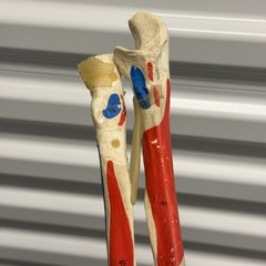 Human Arm Anatomical Skeleton Model Hand Bones Tendons Painted