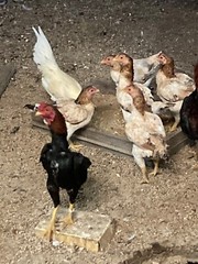 9 – KO SHAMO BANTAM EGGS VERY FRESH SUPERB QUALITY these will Ship 2day FedEx