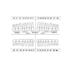 Dental Typodont Teeth Replacement Set of 40 Teeth Kilgore Nissin 500 Fit Screws