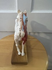 Horse Anatomical Teaching Model w/ Muscle Detail & Labeled Points on Wood Base