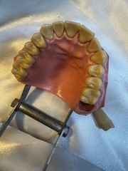 Nissin G.O.F.A. Typodont Natural Study Model D-2501 for Dentistry Lab