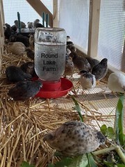 24 Fertile Button Quail Hatching Eggs – Variety of Colors – Shipped in Foam