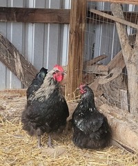 14 Pure English Orpington Hatching Eggs Mauve, SL,Mauve Laced, Choco, Huge Birds