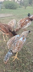 12+ Extremely Rare BLUE Real Indio Gigante Hatching Eggs RRA (((GUARANTEE)))