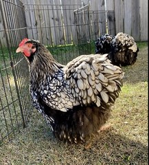 12+ Mix Chicken Hatching Eggs Ameraucans Orpingtons Wyandotte Maran Giant Cochin