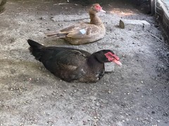 6 Fresh Muscovy duck eggs 3 Bronze 3 Black, for Hatching SHIPS 2 day FedEx