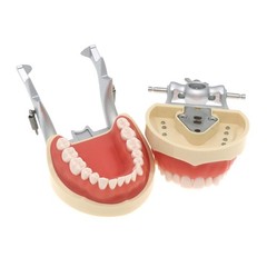 Kilgore Nissin 200 Type Dental Mounting Pole Typodont Model 32pc Removable Teeth