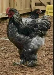 12+ Mix Chicken Hatching Eggs Ameraucans Orpingtons Wyandotte Maran Giant Cochin