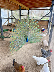 PRE SALE 4 Mixed PEACOCK Hatching Eggs, Ready to Ship IN 7-14 DAYS