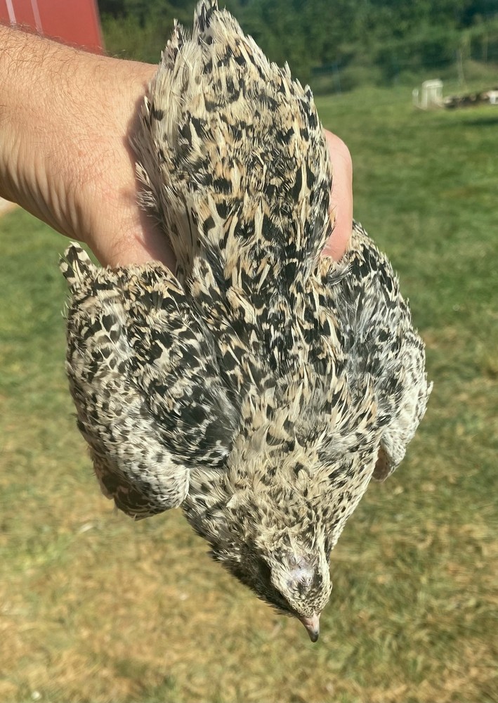 Twenty + Mix Pearl & Pansy Fee Coturnix Quail Hatching Eggs (20+ EGGS)