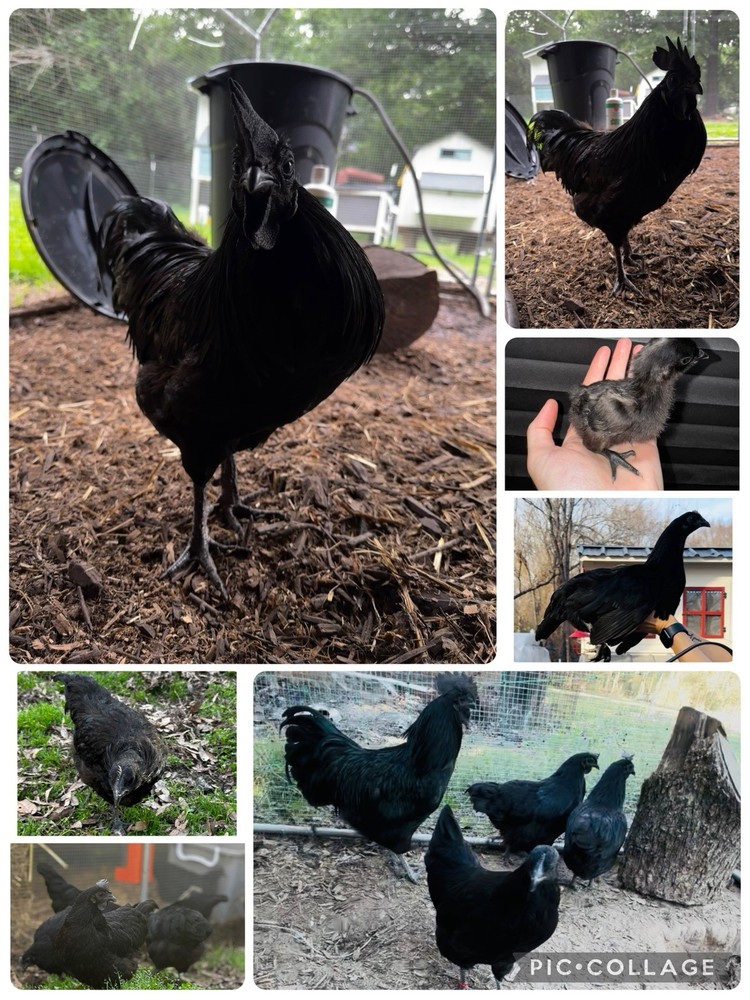 12+ Ayam Cemani Fertile Hatching Eggs Pure Breed All Black Chicken